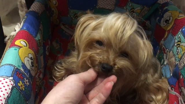 Греттуля- мама)))) 3 ребенка/// все от А до Я смотреть онлайн