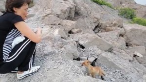 Кормление диких лисят. Люди и животные дружба.