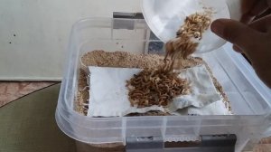 Разводим мучного червя.закладываем новый бокс