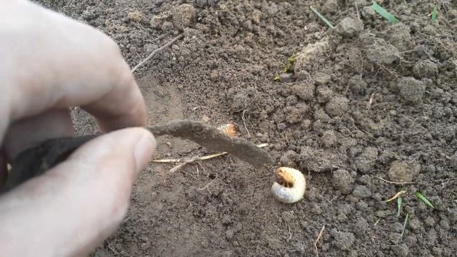 Майский жук или хрущ! смотреть онлайн