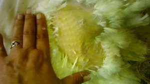 Как ощипать  индюка с помощью утюга?