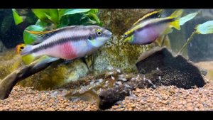 Очень красивая карликовая цихлида - Пельвикахромис Пульхер