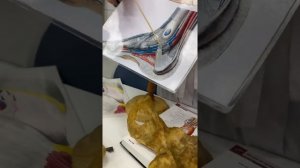 Мышцы, фасции и топография голени/стопы