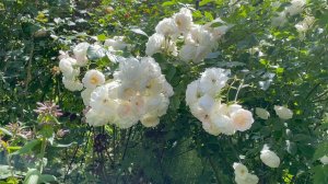 Июль в Саду 17 июля 2023 часть 4