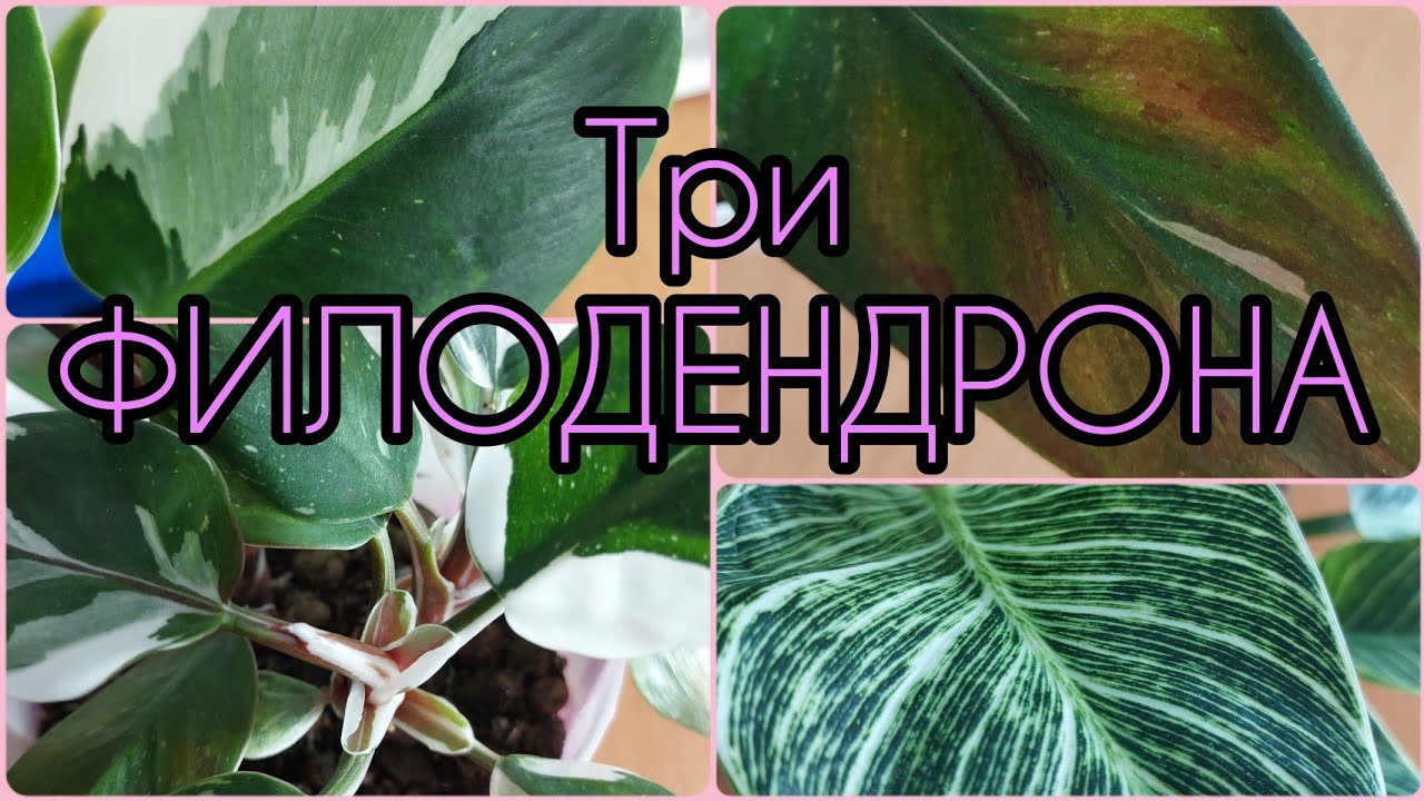 Три сорта с плотными листьями? #Филодендрон Биркин?Вайт Кнайт?Вайт Визард? #цветы #растения