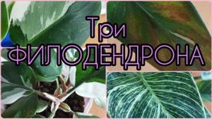 Три сорта с плотными листьями? #Филодендрон Биркин?Вайт Кнайт?Вайт Визард? #цветы #растения