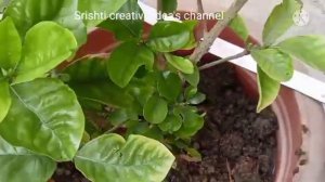 Requested video|| gardenia plant me kon sa khad add kre|| full information