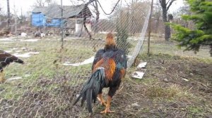 О Шамо новая линия. О Шамо Тбилиси. #ошамо #шамо #дакан #shamo #horoz