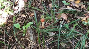 Я тебя нашла!?Грибы на моей Даче в Калужской области