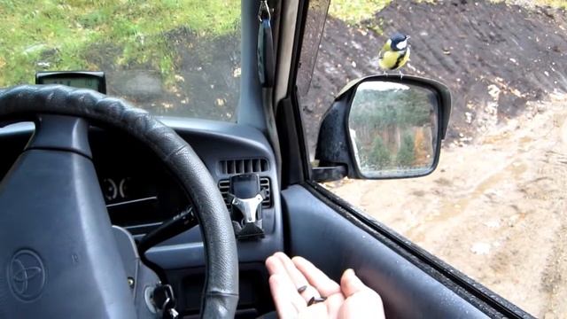 Синичка попрошайкаБелокуриха 2012 смотреть онлайн