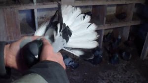 ГОЛУБИ    С   КРАСИВЫМ     КРЫЛОМ У   САШЫ   НИКОЛАШКИ