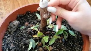 2 часть, прививки фикуса, что случилось с фикусрм, что с экспериментом?