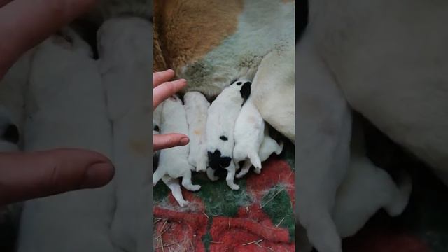 Щенки Алабая Хати 5 сутки смотреть онлайн