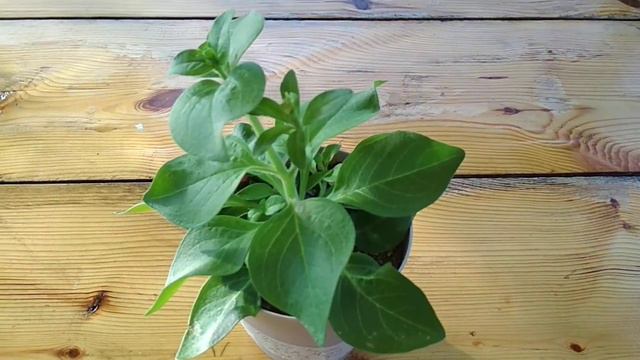 4 Причины, Почему Так Важно Увидеть Первый Цветок На Петунии. А Как Делаете Вы смотреть онлайн