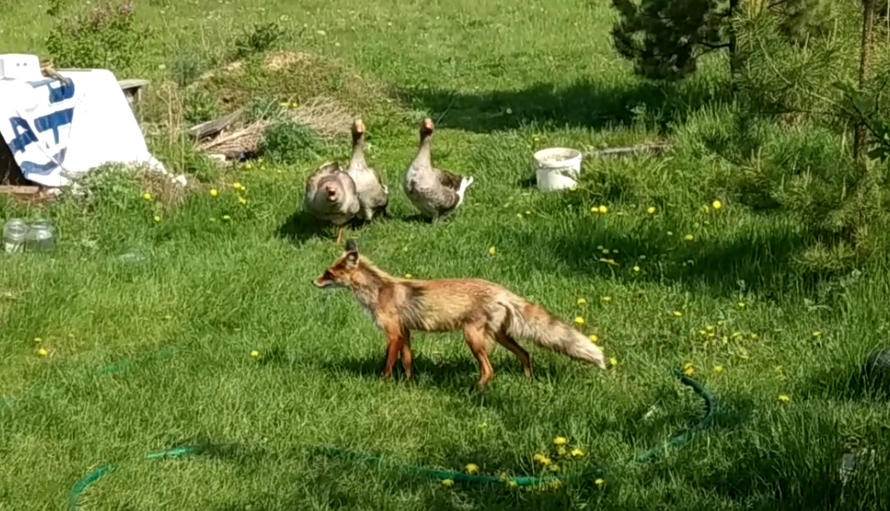 Лис и гусь