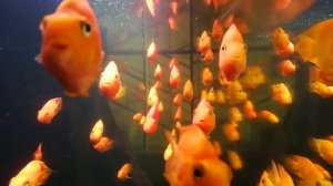 Релакс,РЫБКИ ПЛАВАЮТ