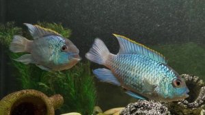 Nannacara blue neon (Наннакара блю неон / электрик блю).