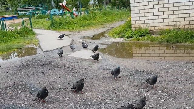 Голубь с мороженым на спине ?