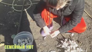 Садим чеснок целыми головками