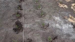 Посадка двухлетних сеянцев голубой ели.посадка на доращивание