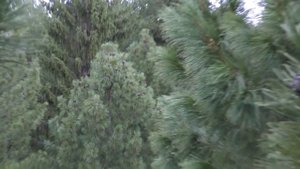 Залез я значит на кедр, а тут ......!