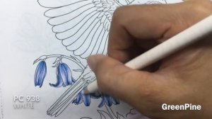 BIRD AND ROSES Coloring | Garden Coloring Book