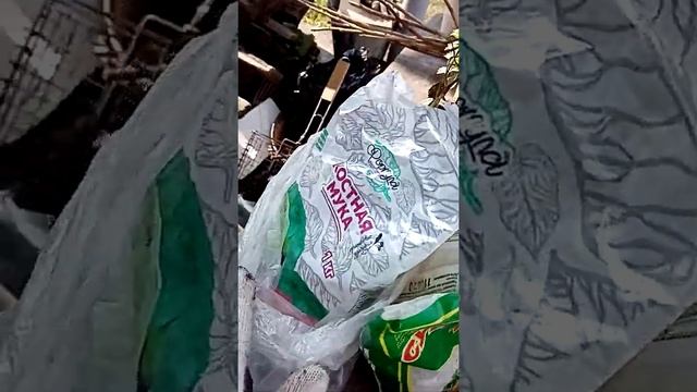 Гортензия (голубая лагуна) посадка в горшок, и уход смотреть онлайн