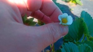 Как трипс повреждает ягоду клубники.