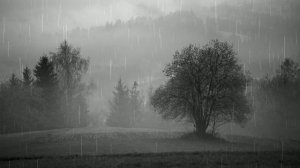 Футаж. Осенний пейзаж 17  Footage. Autumn landscape 17