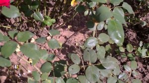 Роза  чайно-гибридная сорта   Ботеро(Botero). Видео обзор розы Botero (Ботеро)