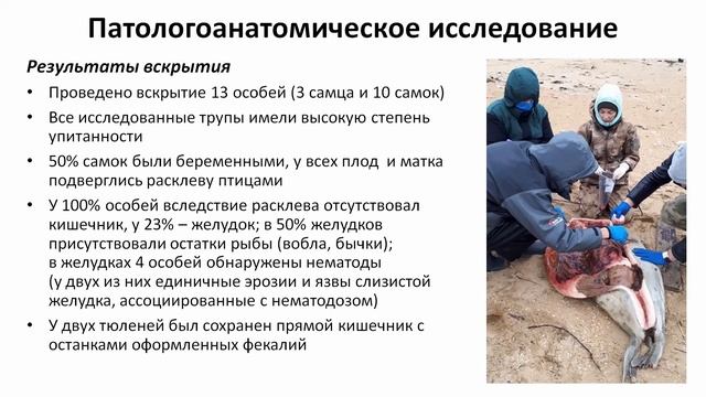 О массовой гибели каспийских тюленей на Дагестанском побережье в 2020 г. смотреть онлайн