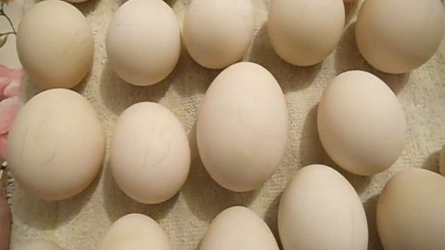 Подготавливаю и Закладываю в инкубатор инкубационные яйца мускусной утки Сельская Жизнь смотреть онлайн