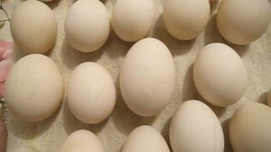 Подготавливаю и Закладываю в инкубатор инкубационные яйца мускусной утки Сельская Жизнь
