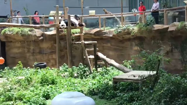 Зоопарк Малайзия 2018 смотреть онлайн