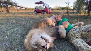 А вас ОБНИМАЛ ОГРОМНЫЙ ЛЕВ ? По настоящему ...