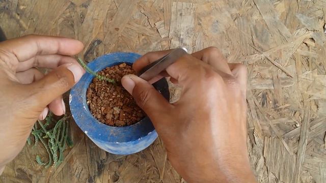 || HOW TO FIX A DRYING CRASSULA MUSCOSA || WATCH CHAIN SUCCULENT ||