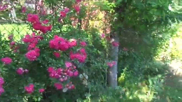 Цветы моего неформального сада. Лето 20222 года. Эксцельза, Полька, Ностальгия.Часть 2. смотреть онлайн