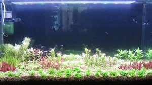 Черный неон. Пересадка рыбок в новый аквариум.