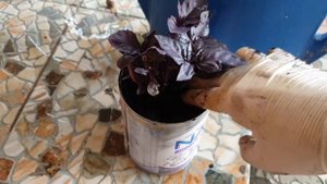 КАШПО ИЗ БАНОК.