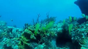 Дайвинг в Канкуне Мексика