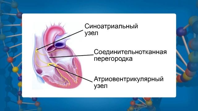 Регуляция работы сердца и кровеносных сосудов. Видеоурок по биологии 8 класс смотреть онлайн
