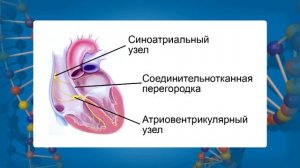 Регуляция работы сердца и кровеносных сосудов. Видеоурок по биологии 8 класс