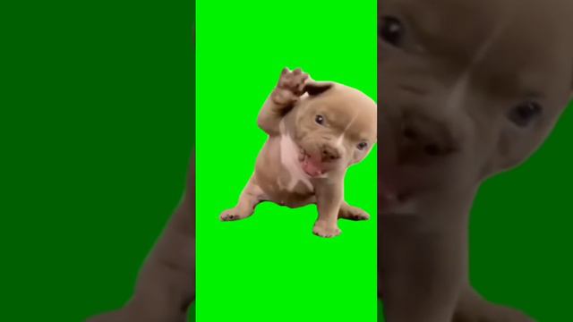 футаж собаки