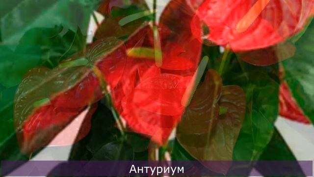 КАКИЕ ЦВЕТЫ ПРИВЛЕКАЮТ ЛЮБОВЬ В ДОМ? смотреть онлайн