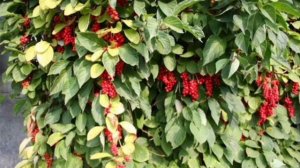 Плодовые саженцы