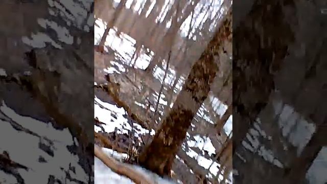 Родник в лесу самая чистая вода смотреть онлайн