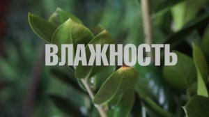 Как ухаживать за замиокулькасом ? Замиокулькас  уход в домашних условиях