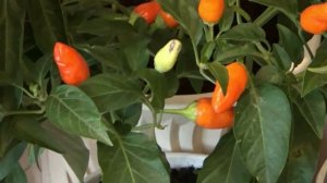 Мои горшечные перцы Обзор сортов