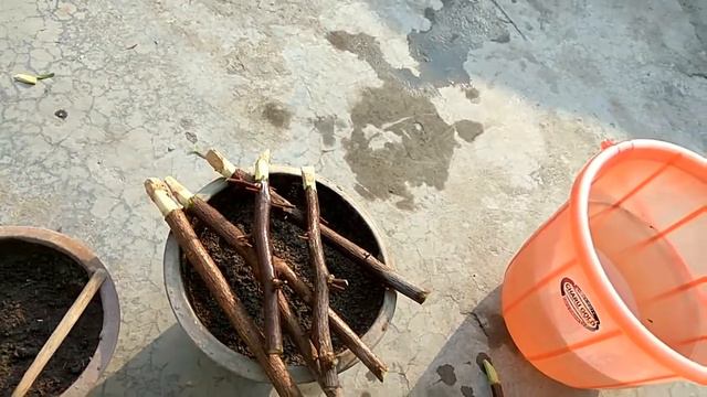 How to grow bougainvillea from cutting смотреть онлайн