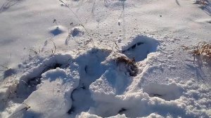 Следы #Лося